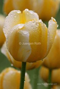 Behind the Photograph of Tulips Flower Photography